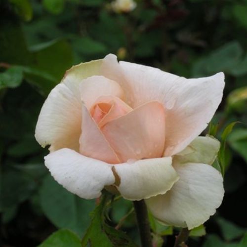 Rosa  Andre Le Notre ® - różowy  - Róże pienne - z kwiatami hybrydowo herbacianymi - korona równomiernie ukształtowana